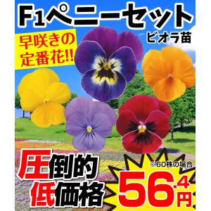 国華園 花苗 ビオラ F1ペニーセット 5種3...の詳細画像1