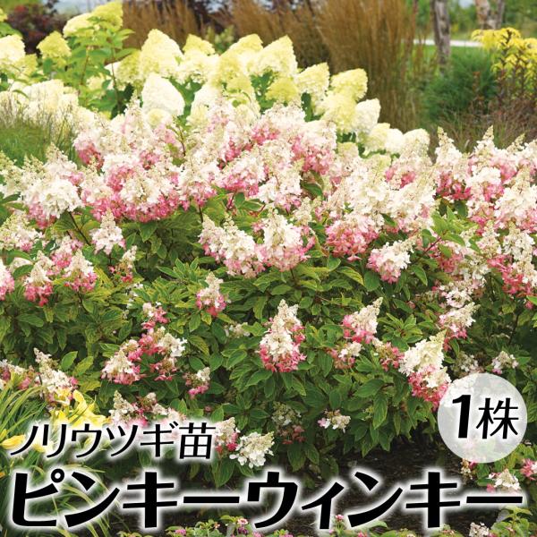 ノリウツギ 苗 苗木 ピンキーウィンキー 1株 / ノリウツギ苗 ノリウツギの苗 糊空木苗 糊空木の...