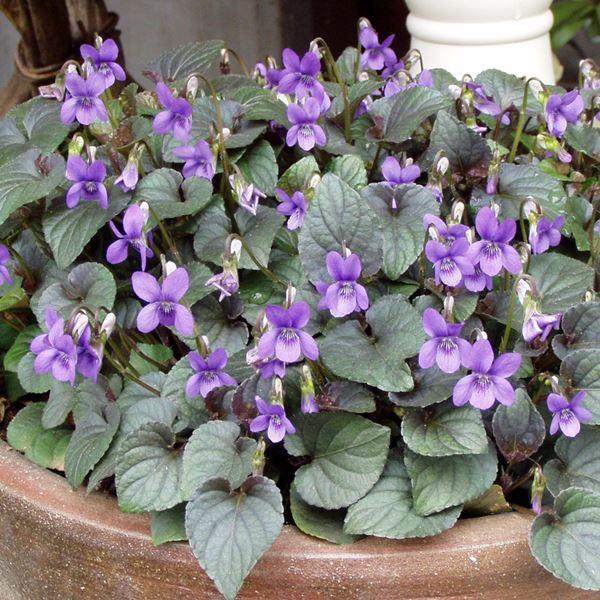 花苗 ビオラ ラブラドリカ 黒葉スミレ 2株 / 花の苗 パンビオ 冬花壇 花壇向き