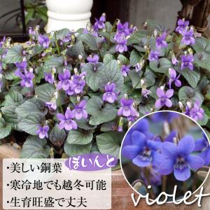 国華園 花苗 ビオラ ラブラドリカ 黒葉スミレ...の詳細画像1