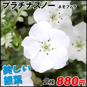 花苗大特価 ネモフィラ苗 ブルー ケース販売 1ケース40株入り 送料無料
