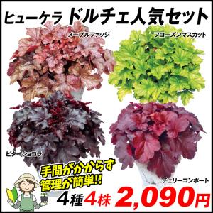 ヒューケラ ドルチェシリーズ 苗 の商品一覧 花 ガーデニング 通販 Yahoo ショッピング