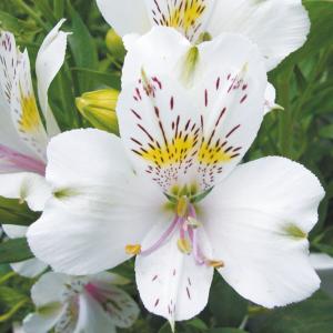 アルストロメリア 白 苗 の商品一覧 花 ガーデニング 通販 Yahoo ショッピング