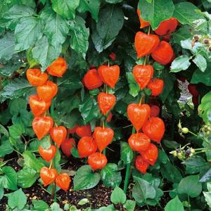 【濃色】D72 厚岸ホテイアツモリソウ花1葉2 厚岸産ホテイアツモリソウ花2芽葉1芽株 : 岩崎園芸ネットストア Yahoo