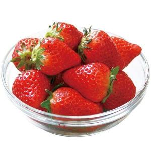 いちご苗 とちおとめ 3株 / 家庭菜園 イチゴ苗 苺苗 イチゴの苗
