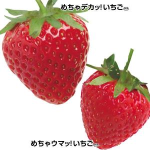 いちご苗 紅ほっぺ 3株 / 家庭菜園 イチゴ苗 苺苗 イチゴの苗