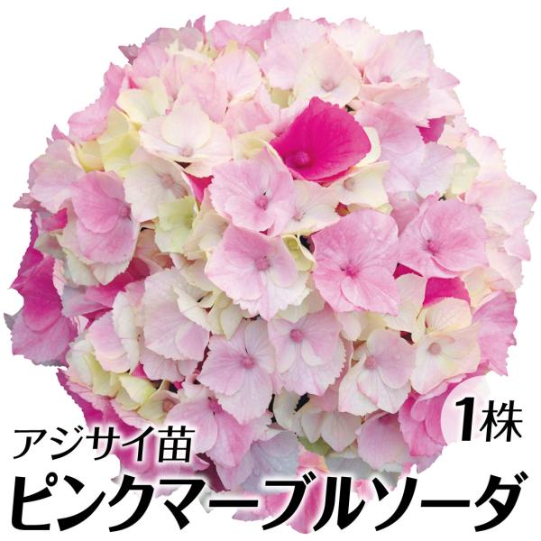 アジサイ 苗 苗木 ピンクマーブルソーダ（品種登録出願中） 1株 / ハイドランジア アジサイ苗 ア...