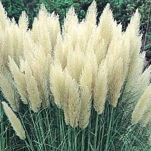 munjun【5年生】白の苗×2 ピンク1【正規品】大型のパンパスグラス munjun【5年生】白の苗×2 ピンク1【正規品】大型の