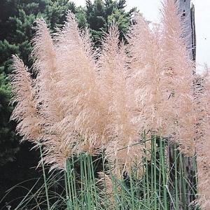 苗 苗木 パンパスグラス ピンク 1株 / 庭木 植木 花木苗