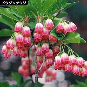 タンナゲンカイツツジ/大株【現品発送】管理70778 タンナ