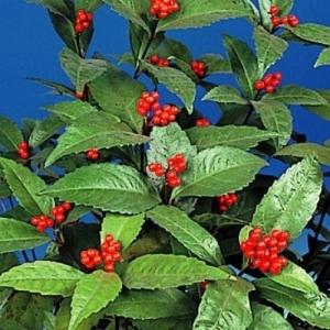 紅羽衣モミジ 株立ち 約1.5m 現品発送 ベニハゴロモ紅葉 特大株 植木