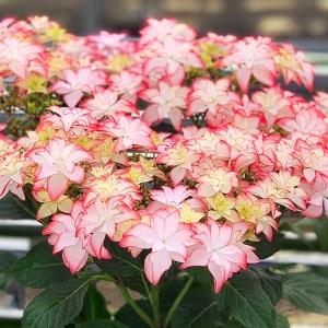 大栄花園 アジサイの商品一覧 通販 Yahoo ショッピング