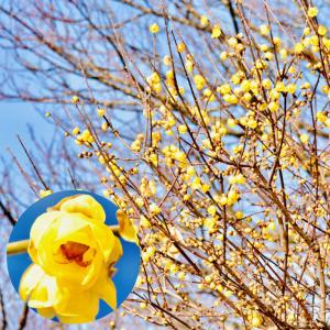 香る花木 『 満月蝋梅 （ マンゲツロウバイ ） 』 5号鉢植え
