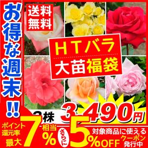 バラ苗 苗木 四季咲き大輪バラ福袋(品種見計らい) 3株 送料無料 / バラの苗木 薔薇 バラの木 バラの花 HT 庭木 植木 花木苗 国華園