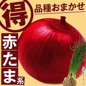 玉ねぎ苗（中晩生）千紅一号 200本 赤たまねぎ 赤玉葱 たまねぎ