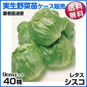 野菜苗ケース販売 レタス シスコ 10月発送 1ケース(40株入) 送料無料 /やさいなえ 野菜の苗 業者直送便