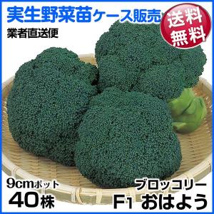 国華園 野菜苗ケース販売 ブロッコリー F1おは...の商品画像