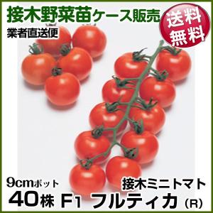 国華園 野菜苗ケース販売 トマト 接木F1フルティカR 1ケース(40株入) 送料無料 /業者直送便 9月発送
