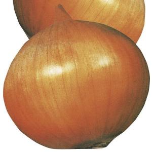 国華園 種 野菜たね タマネギ （中晩生）丸型大球 1袋（4ml） 玉葱 玉ねぎ やさいの種