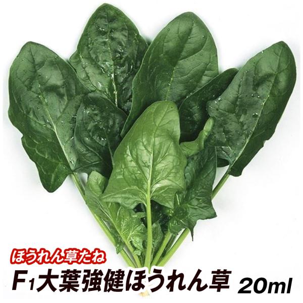 種 野菜たね ホウレン草 F1大葉強健ほうれん草 1袋（20ml） 法蓮草 ほうれんそう 野菜の種 ...