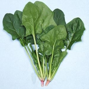 国華園 種 野菜たね ホウレン草 秋ほうれん草 1袋（30ml） 法蓮草 ほうれんそう やさいの種