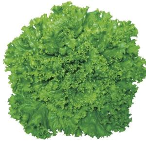 国華園 種 野菜たね レタス グリーンリーフ 1袋（1ml） やさいの種