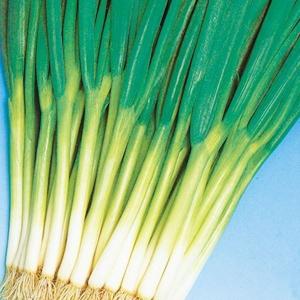 国華園 種 野菜たね ネギ 改良九条葱 1袋（8ml） 葱 くじょう やさいの種