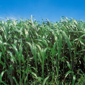 緑肥・雑草抑制作物 タネ ソルゴー（緑肥用） 1袋(100g)