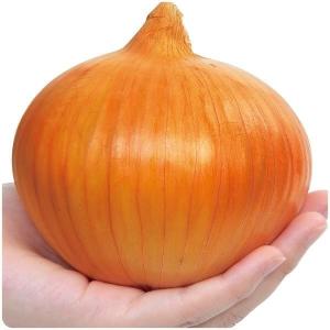国華園 種 野菜たね タマネギ （中晩生）F1アイドルももえ 1袋（2.5ml） 玉葱 玉ねぎ やさいの種