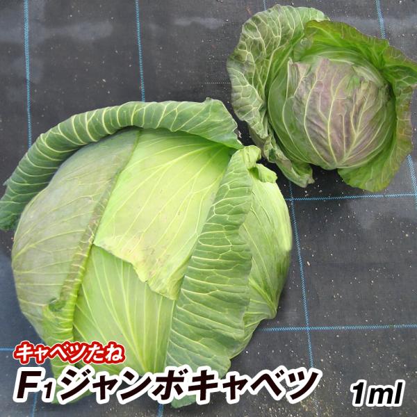 種 野菜たね キャベツ F1ジャンボキャベツ 1袋（1ml） 超大球 大玉 甘藍 野菜の種 国華園