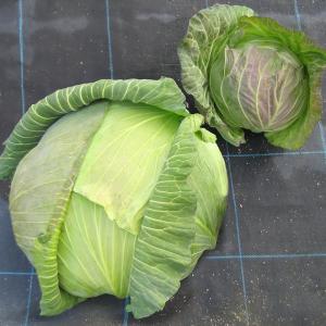 国華園 種 野菜たね キャベツ F1ジャンボキ...の詳細画像1