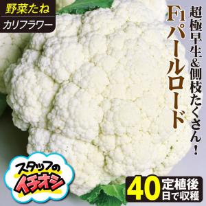 国華園 種 野菜たね カリフラワー F1パール...の詳細画像2