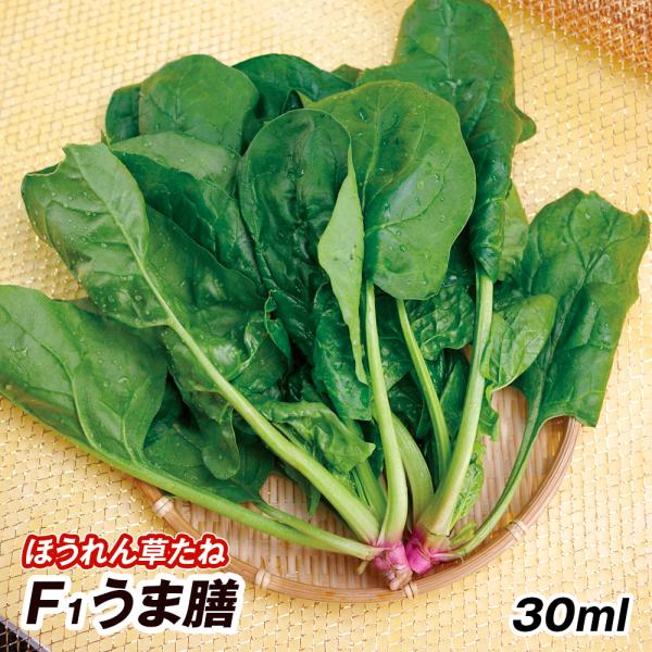 種 野菜たね ホウレン草 F1うま膳 1袋（30ml） 法蓮草 ほうれんそう 野菜の種 国華園