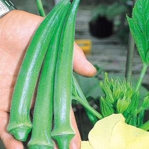 花オクラと オクラ 果菜の種 の商品一覧 種 種子 花 ガーデニング 通販 Yahoo ショッピング
