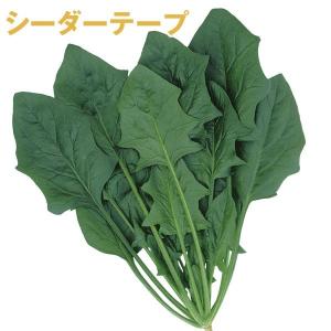 種 野菜たね シーダーテープ F1グルメほうれんそう７ 1袋(10m)｜kokkaen