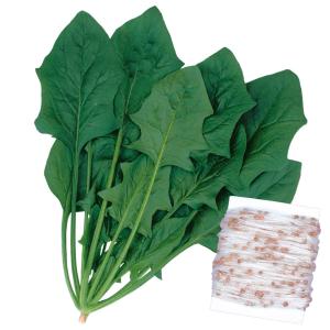 紅芯大根 種の商品一覧 通販 Yahoo ショッピング