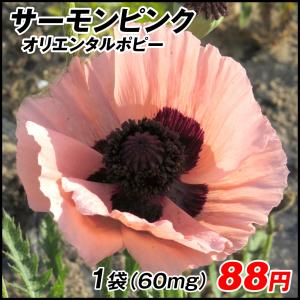 種 花たね オリエンタルポピー サーモンピンク 1袋(60mg)｜kokkaen