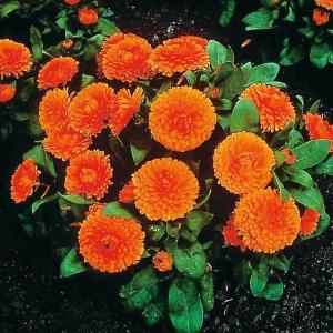 国華園 種 花たね キンセンカ ボンボンオレンジ 1袋(20粒) / 花の種 通販 花種 はなたね 金盞花 カレンデュラ カレンジュラ