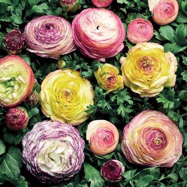 花種 花たね ラナンキュラス F1マシェ バニラバイカラーメドレーミックス  1袋（10粒）