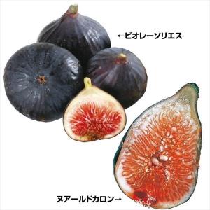 カカオ クリオロ種 ボスケ・ブランカ 1年生実生苗 3号ポット