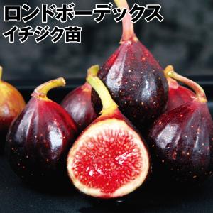 イチジク　ゴールドフィグ　実付き特大苗　果樹 イチジク ゴールドフィグ 実付き特大苗 果樹 イチジク ゴールド