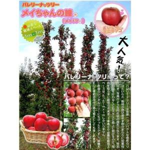国華園 果樹苗 リンゴ バレリーナ(R)ツリー...の詳細画像1