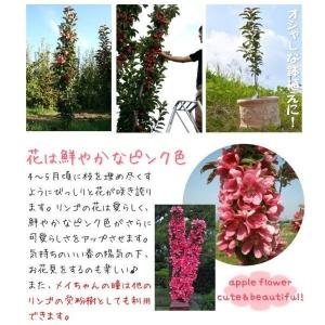 国華園 果樹苗 リンゴ バレリーナ(R)ツリー...の詳細画像2