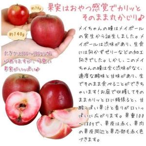 国華園 果樹苗 リンゴ バレリーナ(R)ツリー...の詳細画像3