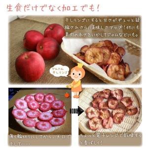 国華園 果樹苗 リンゴ バレリーナ(R)ツリー...の詳細画像4