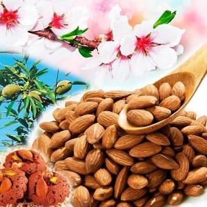 国華園 果樹苗 アーモンド ノンパレル 1株 : 花と緑 国華園 - 通販