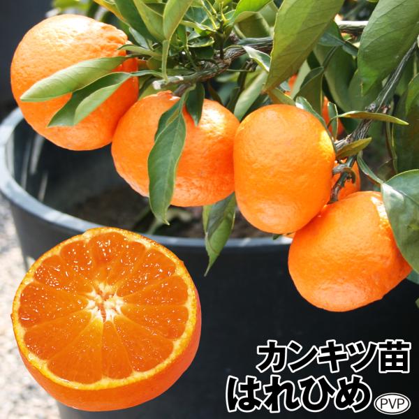 はれひめPVP 1株 カンキツ 果樹苗 国華園
