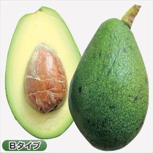 国華園 アボカド フェルテ Bタイプ 1株 果樹苗 : 花と緑 国華園 - 通販