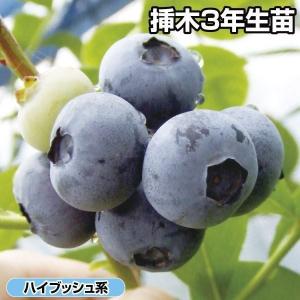 国華園 果樹苗 大株ハイブッシュ系ブルーベリー 大株エリザベス 1株