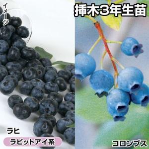 ブルーベリー 苗木 苗 甘々ラビットアイ系セット 2種2株 ラビットアイ系 / ブルーベリーの木 果樹苗 国華園